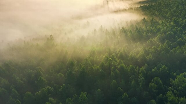 Sunlight filtering through misty forest canopy