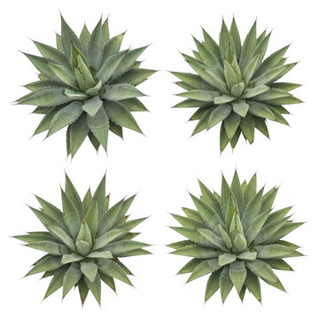 Four green succulent plants top view illustration