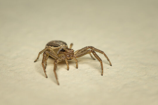 Brown wolf spider Pardosa walks on a smooth beige stone surface in spring