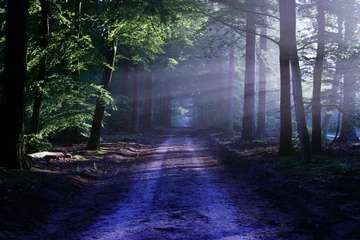 Fototapeten Zauberwald Sunlight Through Dark Forest Trees  © Kumara
