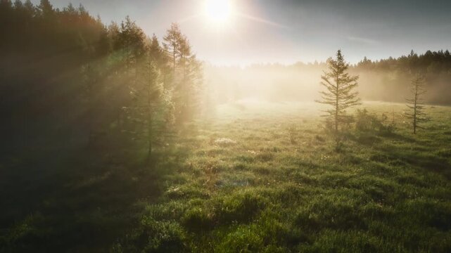 Morning sunlight over forest meadow with mist