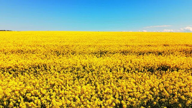 Wide landscape view of a blooming canola field stretching to the horizon under a cloudless blue sky during daytime. Vast yellow rapeseed field.