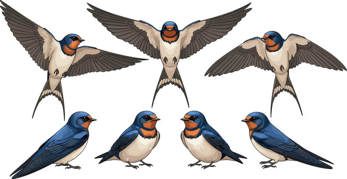 Barn Swallow Bird Vector Set with Flying and Perching Poses for Wildlife Guides, Spring Nature Backgrounds, Animal Education, and Mascot Designs