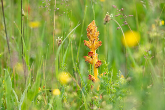 Yellow orange broomrape Orobanche parasite blooms in flowering spring meadow