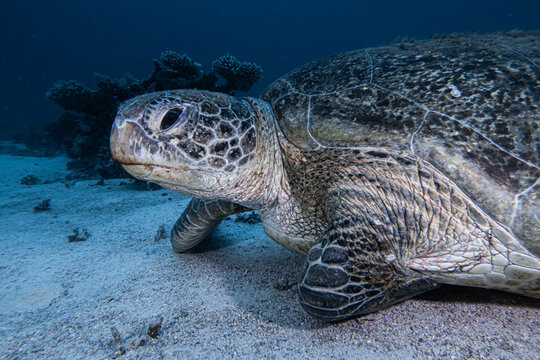 tortuga verde
