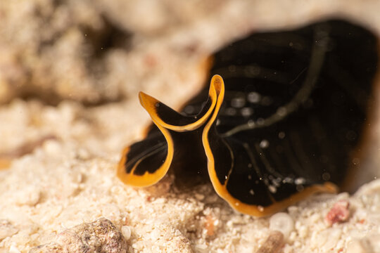 Planaria