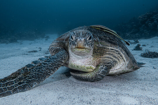 tortuga verde