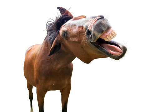 Funny brown horse with open mouth neighing, laughing animal isolated on transparent background PNG