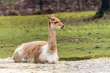 Obraz premium Vicunas, Vicugna Vicugna, relatives of the llama in a German park