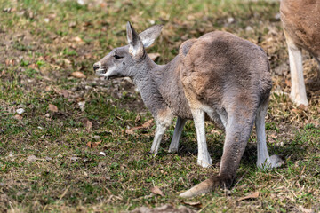The red kangaroo, Macropus rufus is the largest of all kangaroos and the largest extant marsupial. © rudiernst