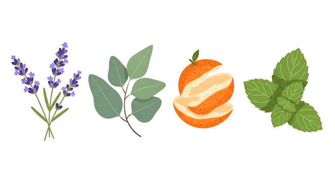 Set of natural aromatic plants and fruits, lavender flowers, eucalyptus leaves, orange peel and mint leaves