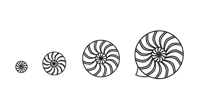 Set of four nautilus shell icons in increasing size