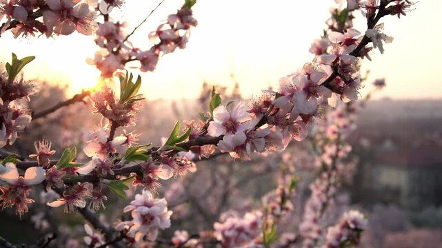 Closeup of pink almond tree flowers in spring on a sunny morning, with a panorama of Prague in the background