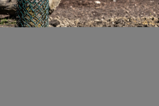 The Visayan warty pig, Sus cebifrons is a critically endangered pig