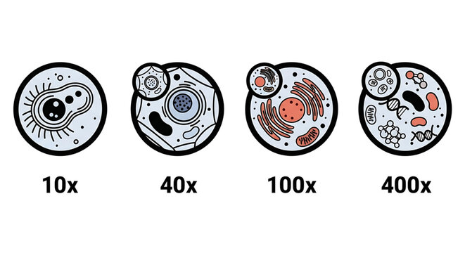 Microscopic view of animal cell organelles at different magnification levels