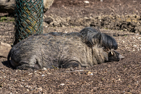 The Visayan warty pig, Sus cebifrons is a critically endangered pig