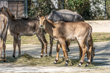 Fototapeta premium The nilgai or blue cow. Boselaphus tragocamelus is the largest Asian antelope