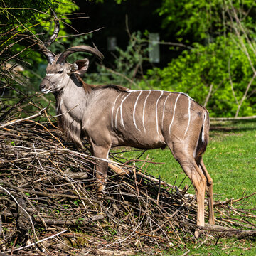 Greater kudu, Tragelaphus strepsiceros is a woodland antelope