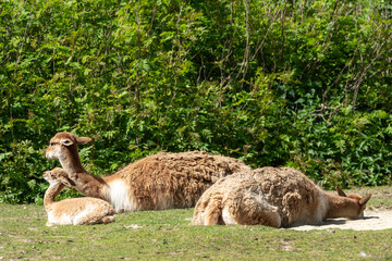 Obraz premium Family of Vicunas, Vicugna Vicugna, relatives of the llama