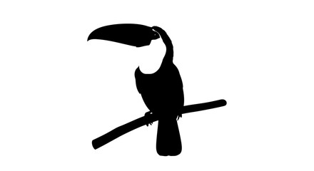 Obraz premium Black silhouette of a toucan perched on a branch with a large beak isolated on white background symbolizing tropical wildlife and exotic nature