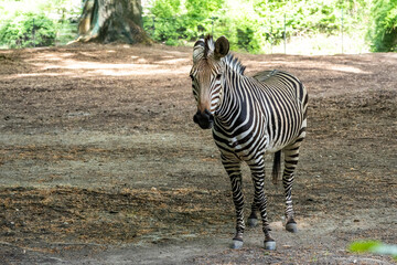 Obraz premium Hartmann's Mountain Zebra, Equus zebra hartmannae. An endangered zebra