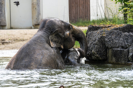 The Asian elephant, Elephas maximus also called Asiatic elephant bathing in a pond