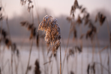 szuwary © Artur