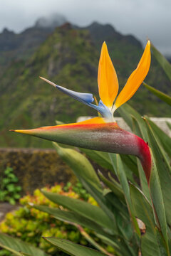 Die exotische tropische Blume Strelitzia Reginae, auch Paradiesvogelblume genannt; Madeira; Portugal