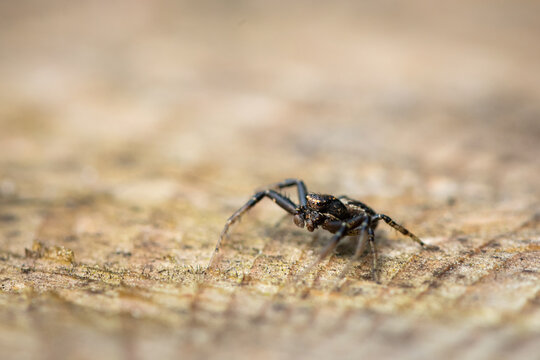 Brown wolf spider Pardosa stands on wooden plank in mountain garden