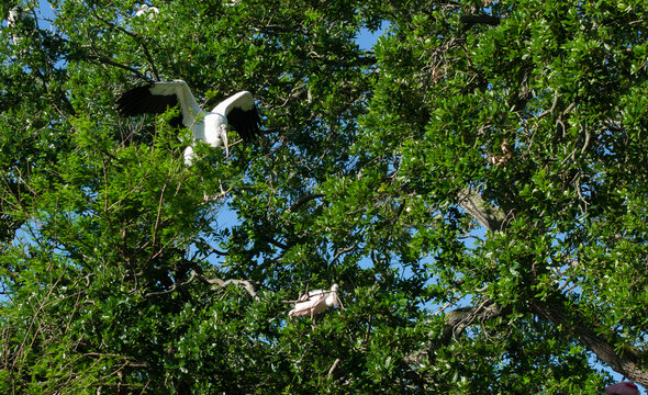 Great Heron in a tree