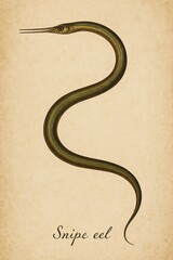 Fototapeta premium Antique natural history engraving of a deep sea snipe eel specimen