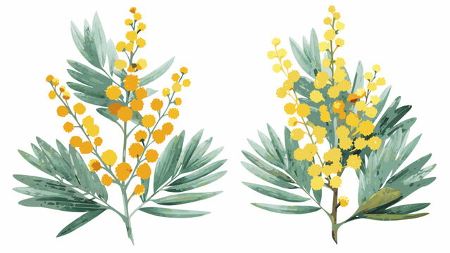 watercolor illustrations of mimosa branches with yellow flowers and green foliage on a white background