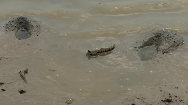 The mudskipper or mudskipper fish is a type of endemic fish that is easily found in mangrove areas