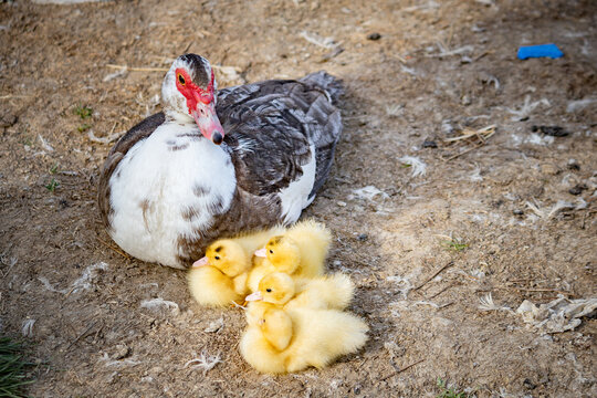 Muscovy duck mother with cute yellow ducklings resting on the farm