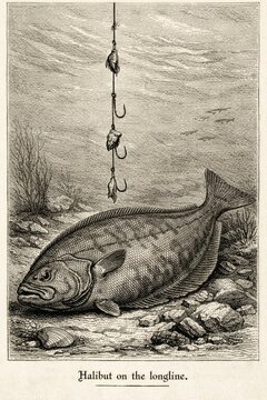 Traditional fishing reference showing halibut positioned under period longline tackle