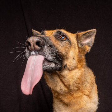 German shepherd tonque