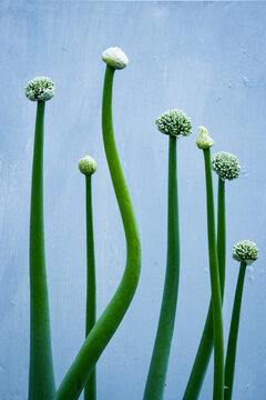 fleurs d'oignon , culture  ,plante verte , plante potag&egrave;re , oignon des c&eacute;vennes , fleurs blanche et verte