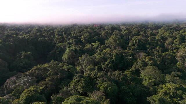 Cinematic Drone Footage of Leticia and Arara in the Amazon Rainforest &ndash; Colombia&rsquo;s Gateway to the Jungle and River Life