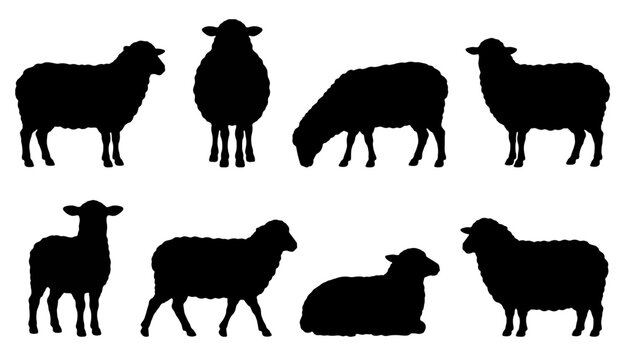 Black Sheep Silhouette Collection with Standing Grazing and Sitting Farm Animal Poses Illustration Set
