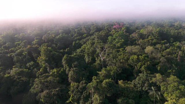 Cinematic Drone Footage of Leticia and Arara in the Amazon Rainforest &ndash; Colombia&rsquo;s Gateway to the Jungle and River Life