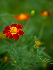 Fototapeta premium Red and yellow marigold bloom in garden. Close up of flower petal and foliage. Natural botanical background with green bokeh for seasonal floral decor and summer gardening concept.