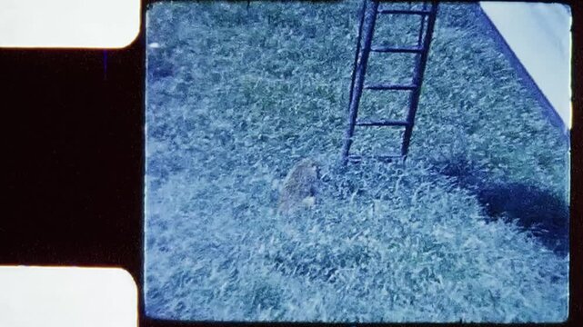 Zoo Trip Bears Giraffes Wild Animals 1960s 8mm Home Video
