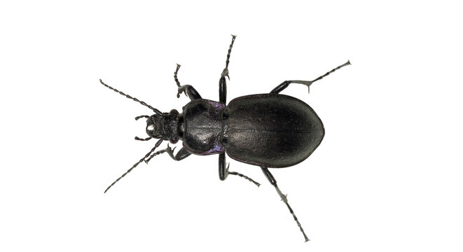 black beetle isolated on transparent background