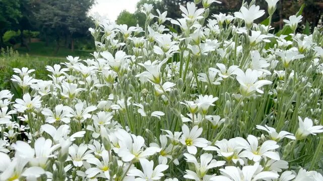 Tomentosa jaskolka or Cerastium tomentosum