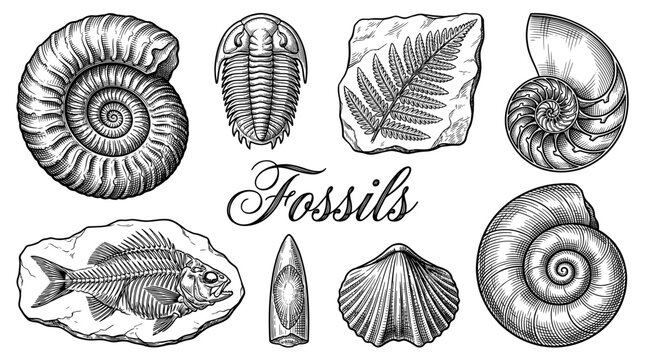 Vintage Fossil Collection Vector Illustration Featuring Ammonite, Trilobite, Fish Skeleton, and Prehistoric Fern Leaf Engravings