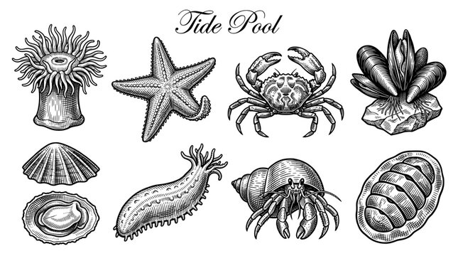 Vintage Tide Pool Marine Life Illustration Set with Starfish, Crab, Sea Anemone, Hermit Crab, and Shells. Hand-Drawn Engraving Style Vector Graphics of Ocean Coastal Creatures.