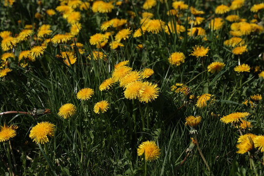Yellow dandelions bloom on a green field in spring