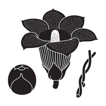 Rafflesia corpse flower bud and twisted vine silhouettes