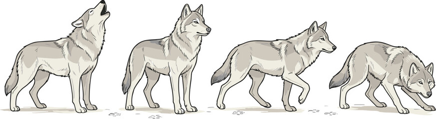 Gray Wolf Vector Illustration Set Featuring Howling Standing Walking and Stalking Poses Isolated on White Background for Wildlife and Nature Designs © Md