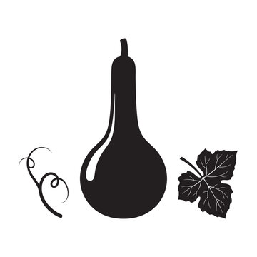 Bottle gourd calabash vegetable curly vine and leaf set